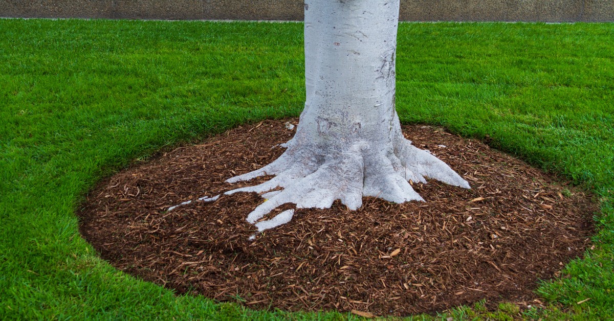 Agronomi prozrazují: jediná chyba, kterou děláte při mulčování - image 1