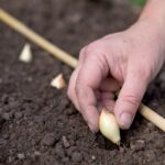 Agronomi skrývají: kdy přesně sázet cibuli pro maximum úrody