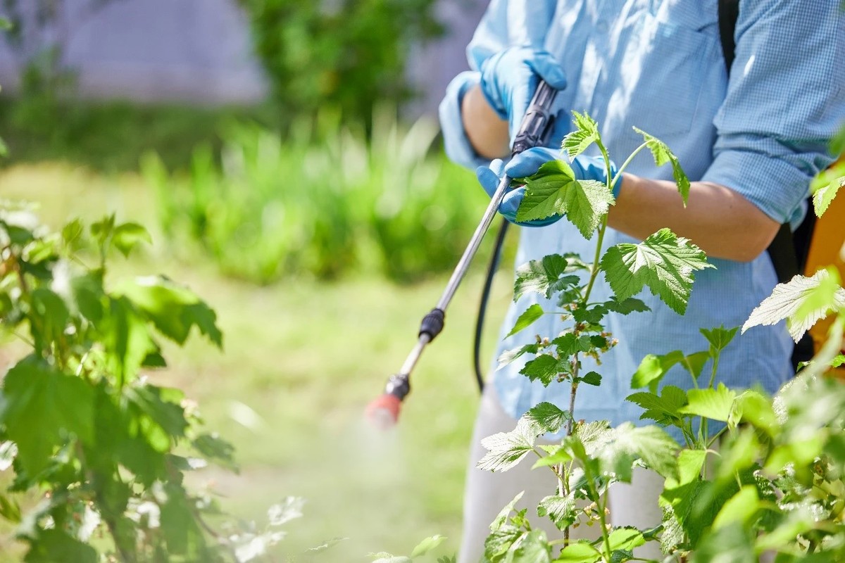 Amoniak na listy? Proč to místní zahradníci dělají každý měsíc - image 2