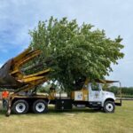 Arboristka prozradila: proč mnoho stromů umírá hned po presazení