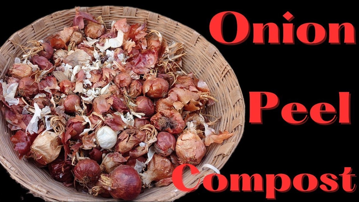 Cibulová slupka na kompostu zvyšuje výnos o polovinu