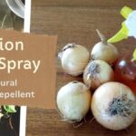 Cibuloviny v kuchyňské síti: starý trik proti slimákům, který funguje