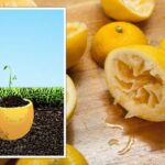 Citrónová kůra v půdě: malá změna, která změní pH za týden