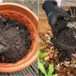 Co bioložky nikdy nedělají se starou půdou - a proč se to vyplácí