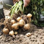Co říkají českému farmářům o správném zrání brambor