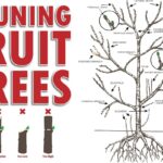 Co si přeje každý agronomu řekl: správný čas pro prořezávání je klíč