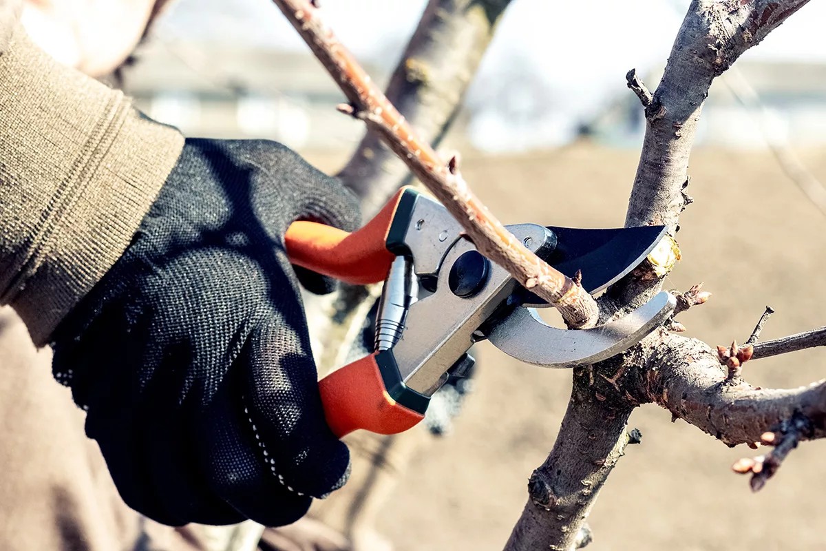 Co si přeje každý agronomu řekl: správný čas pro prořezávání je klíč - image 2