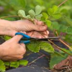 Co vám nevysvětlí v zahradních centrech: kdy přesně řezat jahody