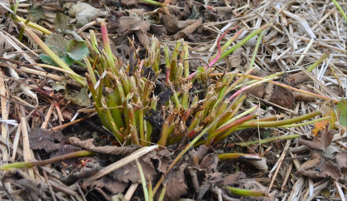 Co vám nevysvětlí v zahradních centrech: kdy přesně řezat jahody - image 1