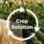 Co vám skrývají květináři o pravidelném střídání plodin