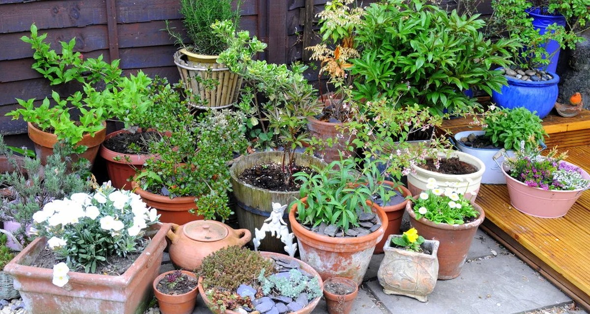 Co vám skrývají květináři o pravidelném střídání plodin - image 1