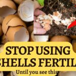 Eggshell prach místo umělých hnojiv – výpočet úspory za sezónu