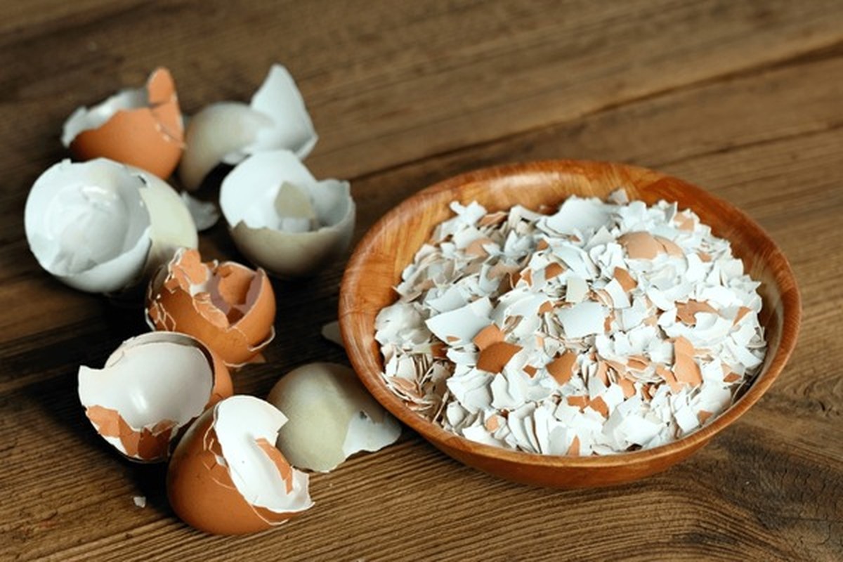 Eggshell prach místo umělých hnojiv – výpočet úspory za sezónu - image 1