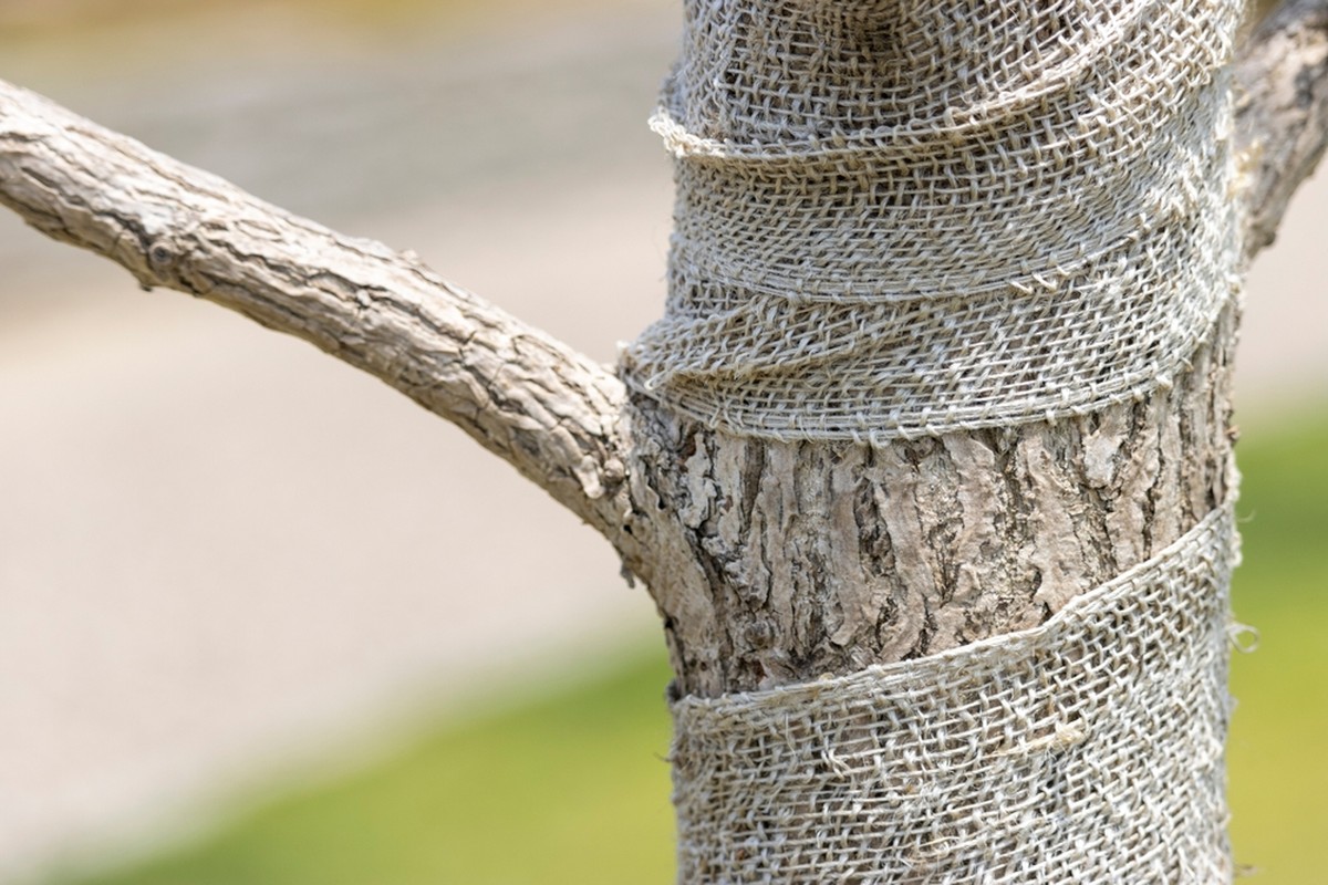 Hliníková folie kolem stromů: ochrana před nemocemi, kterou všichni ignorují - image 1