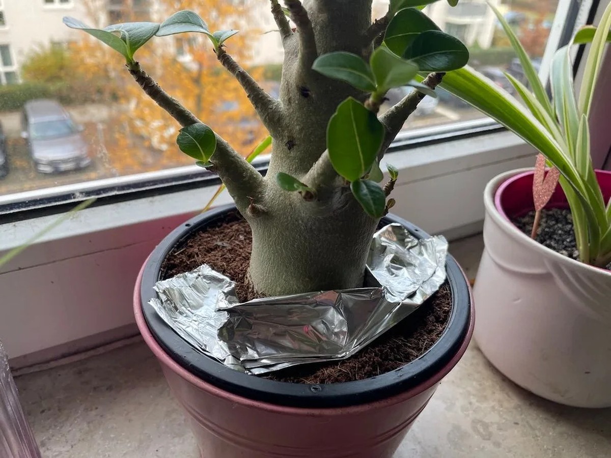 Hliníková fólie pod květináči: zvýší урожай o 40 procent - image 2