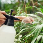 Jedlá soda na listech: staletý české babičky trik proti padlí a plísním