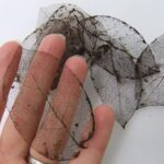 Jedlá soda na listech rajčat. Zahradníci ji používají 200 let a skrývají to