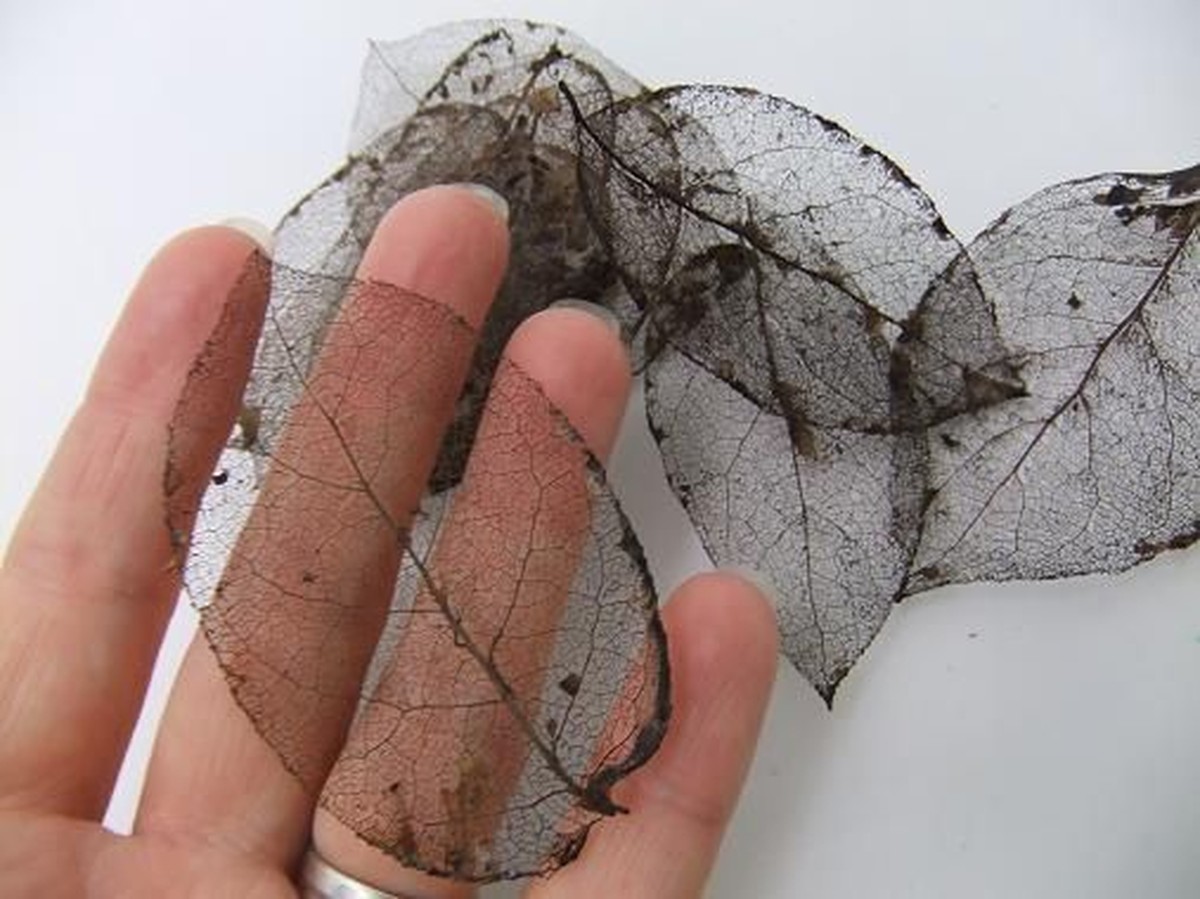 Jedlá soda na listech rajčat. Zahradníci ji používají 200 let a skrývají to