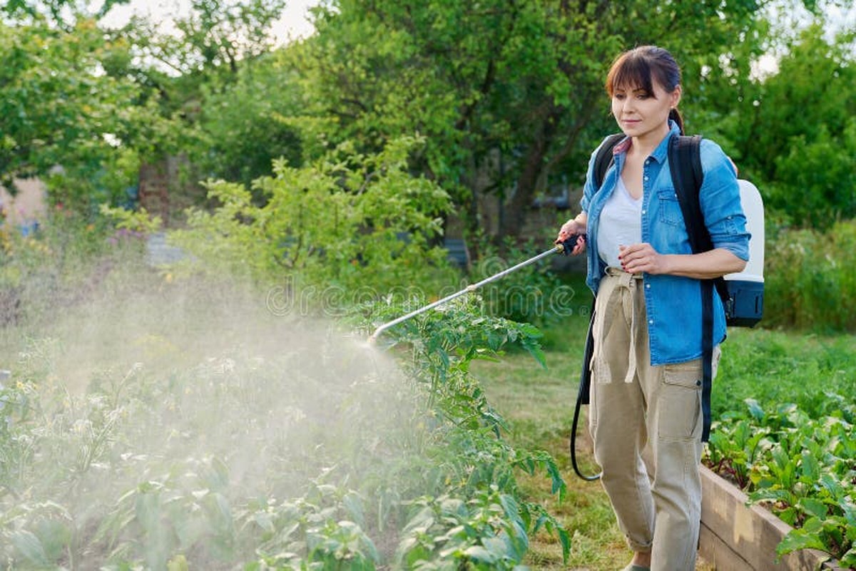 Jedlá soda na listech rajčat. Zahradníci ji používají 200 let a skrývají to - image 2