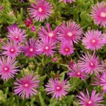 Jednoduché využití ledu v květináči změní kvalitu vaší půdy