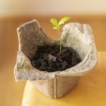 Kartonové vejce jako semenáčky: Přírodní řešení, které vás stojí pět korun