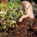 Kávový filtr jako mulč: starý trik, který šetří vodu v létě