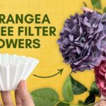 Kávový filtr v květináči změní váš problém s vlhkostí natrvalo