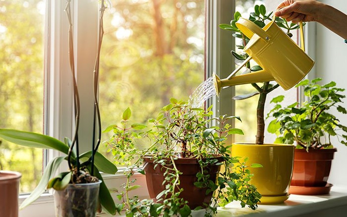 Kávový filtr v květináči: co se stane za týden - image 2