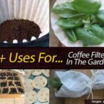 Kávový filtr v zahradě? Geniální trik na zadržení vlhkosti u rostlin