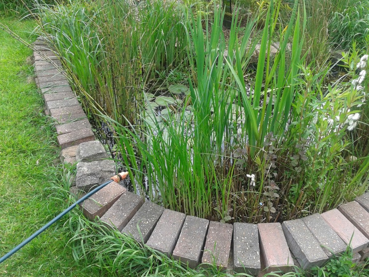 Kávový filtr v zahradě? Trik, kterým zahradníci zadržují vodu o 40 % déle - image 2