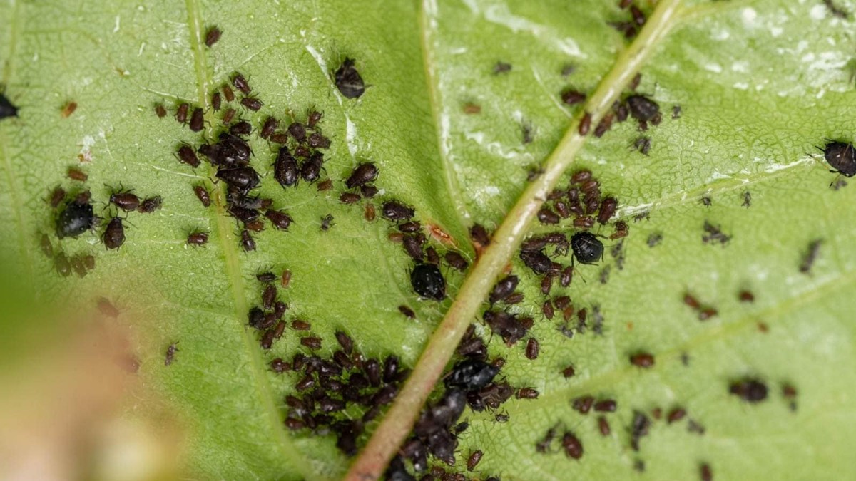 Kávový olej na zahradě: proč to hubí mšice lépe než chemie - image 1