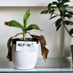 Květináři odhalují: proč vaše pokojové rostliny selhávají hned po nákupu