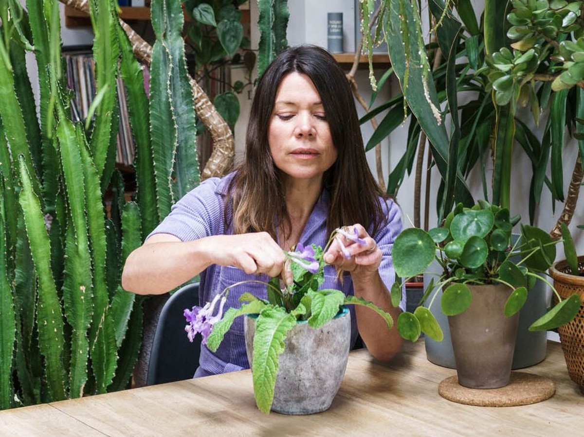 Květináři odhalují: proč vaše pokojové rostliny selhávají hned po nákupu - image 1