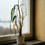 Květináři prozradili, proč váš draci stromek umírá pokaždé