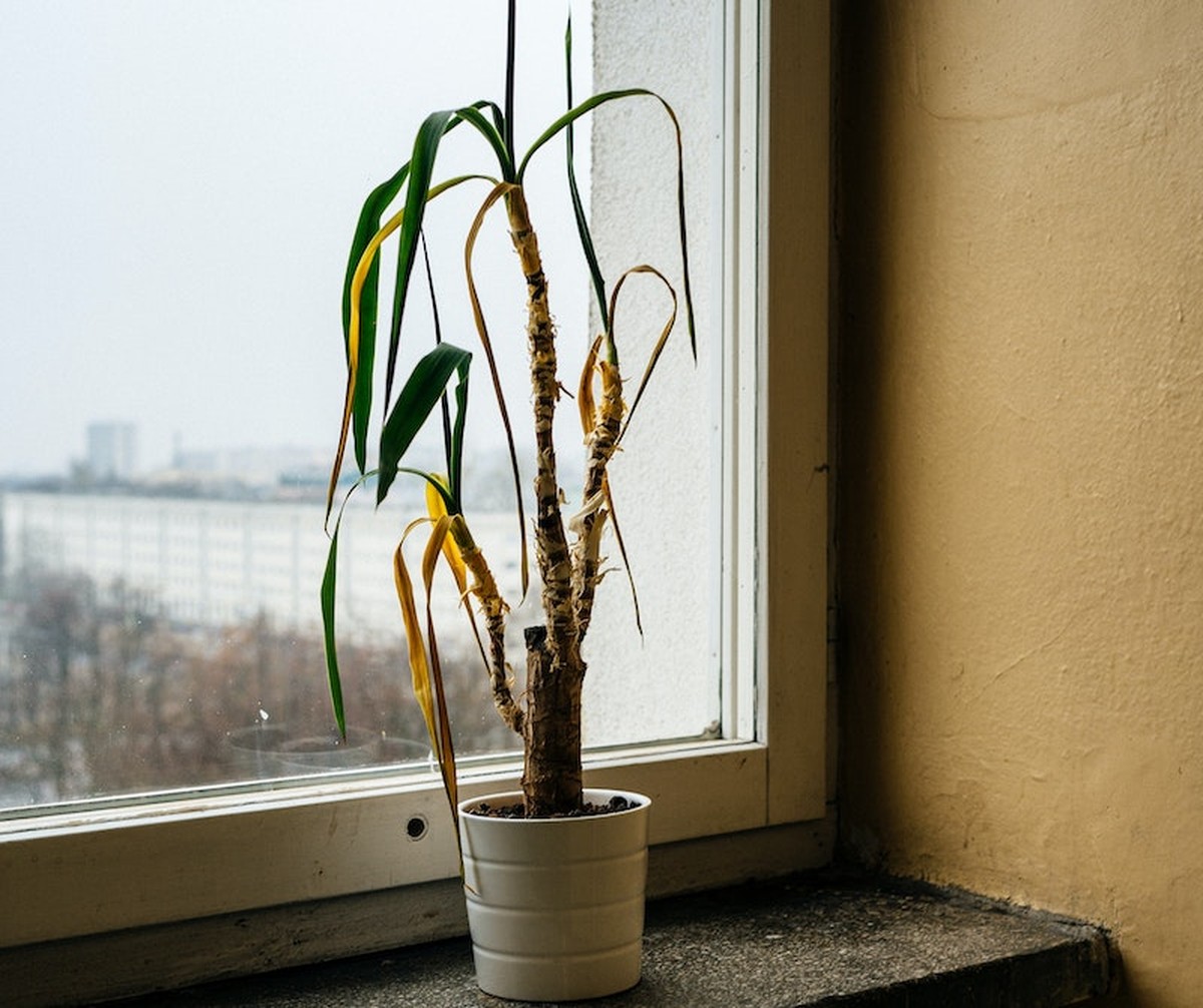 Květináři prozradili, proč váš draci stromek umírá pokaždé