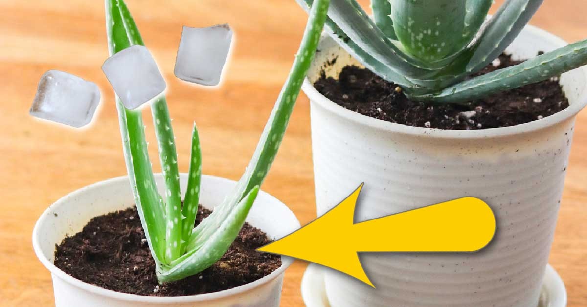 Květináři prozrazují: proč zalévají květiny ledem místo vody - image 1