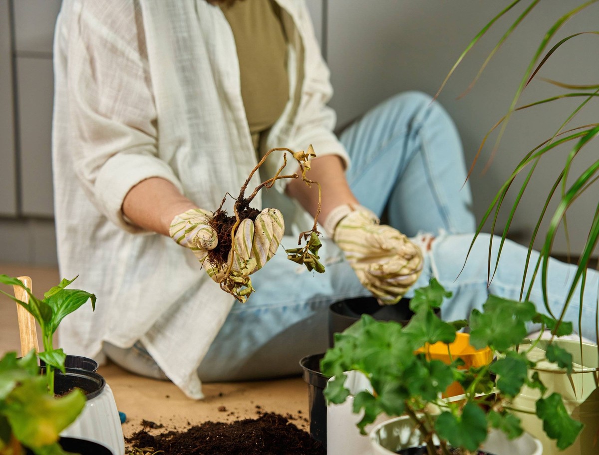 Květináři varují: tento druh půdy vám zabíjí květiny během týdne - image 1