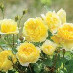 Květinář prozradí: Proč stinné místo zabije růži za týden