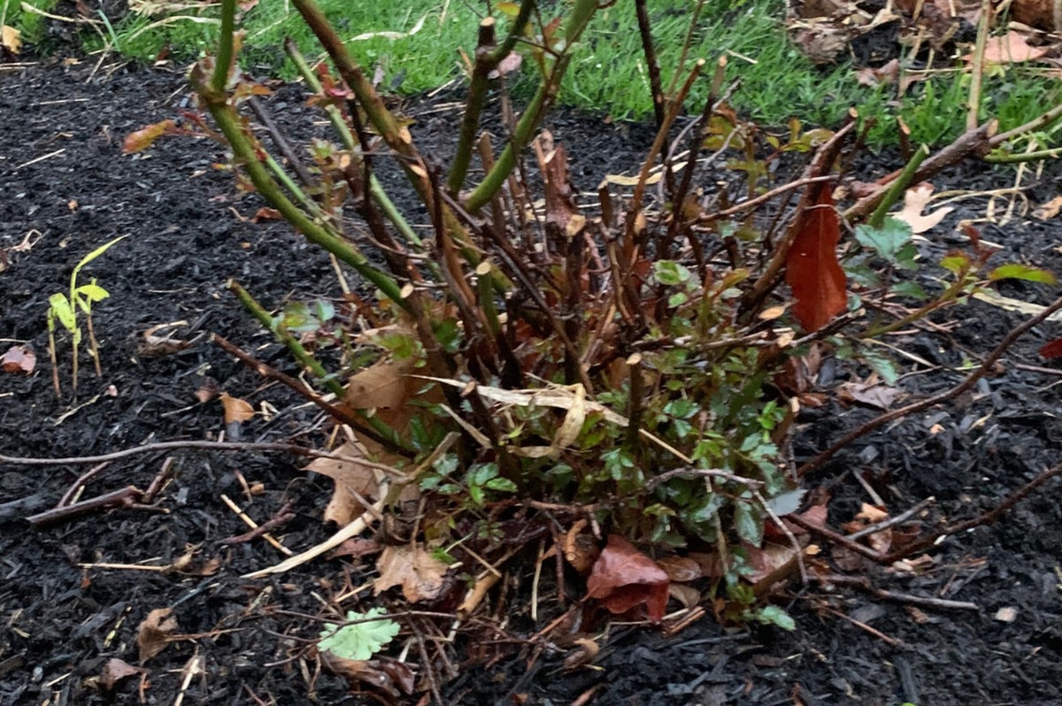 Květinář prozradí: Proč stinné místo zabije růži za týden - image 1