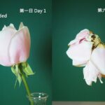 Ledová voda s cukrem místo drahých postřiků na květiny – funguje