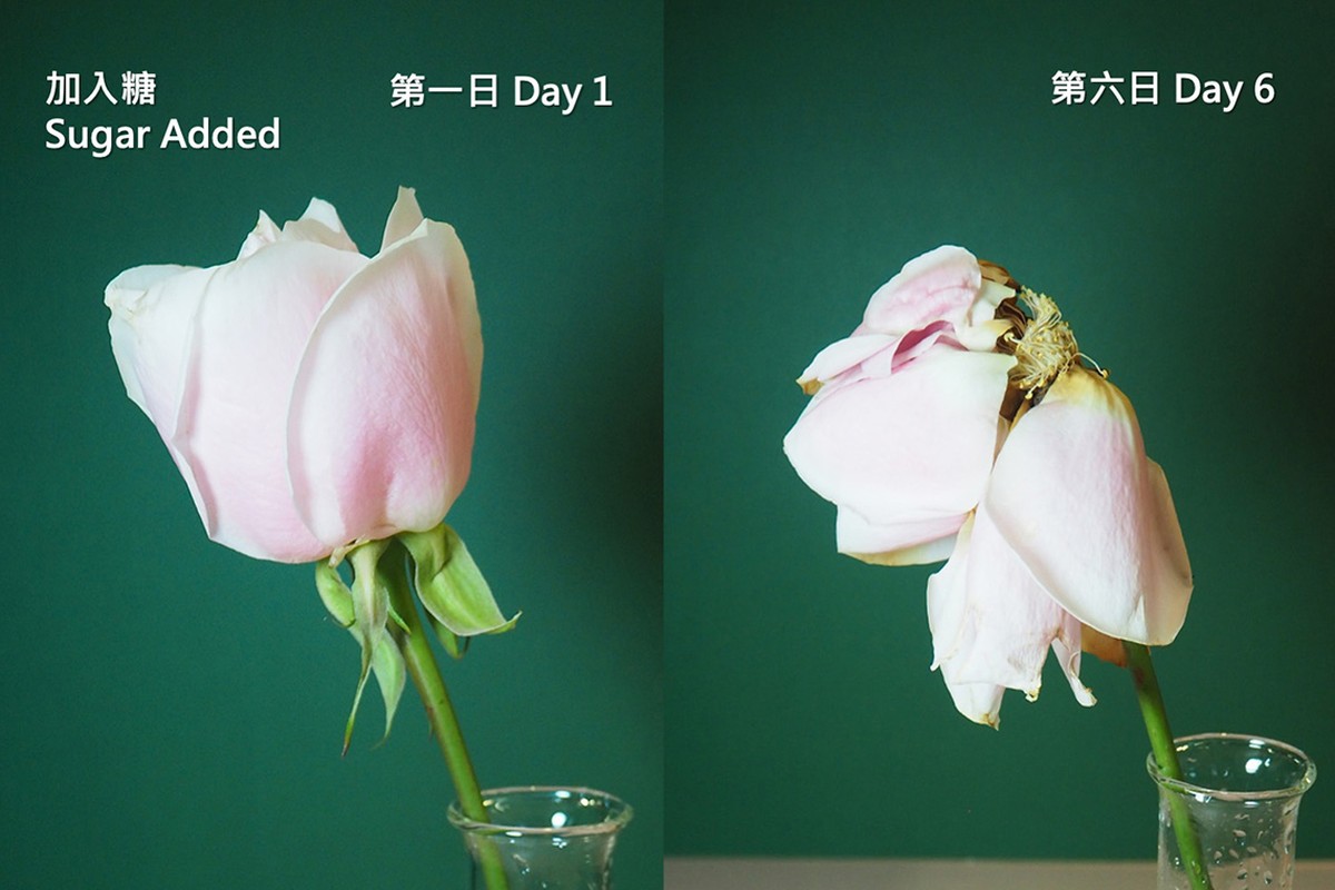 Ledová voda s cukrem místo drahých postřiků na květiny – funguje