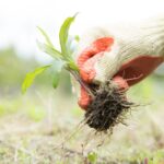 Lepidlo na starý způsob: Jak zahnout plevel bez chemie