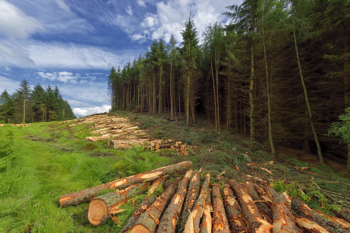 Lesáři vás varují: půdu kupujte až po tomto data nebo ztratíte 40 % vzhledu - image 1