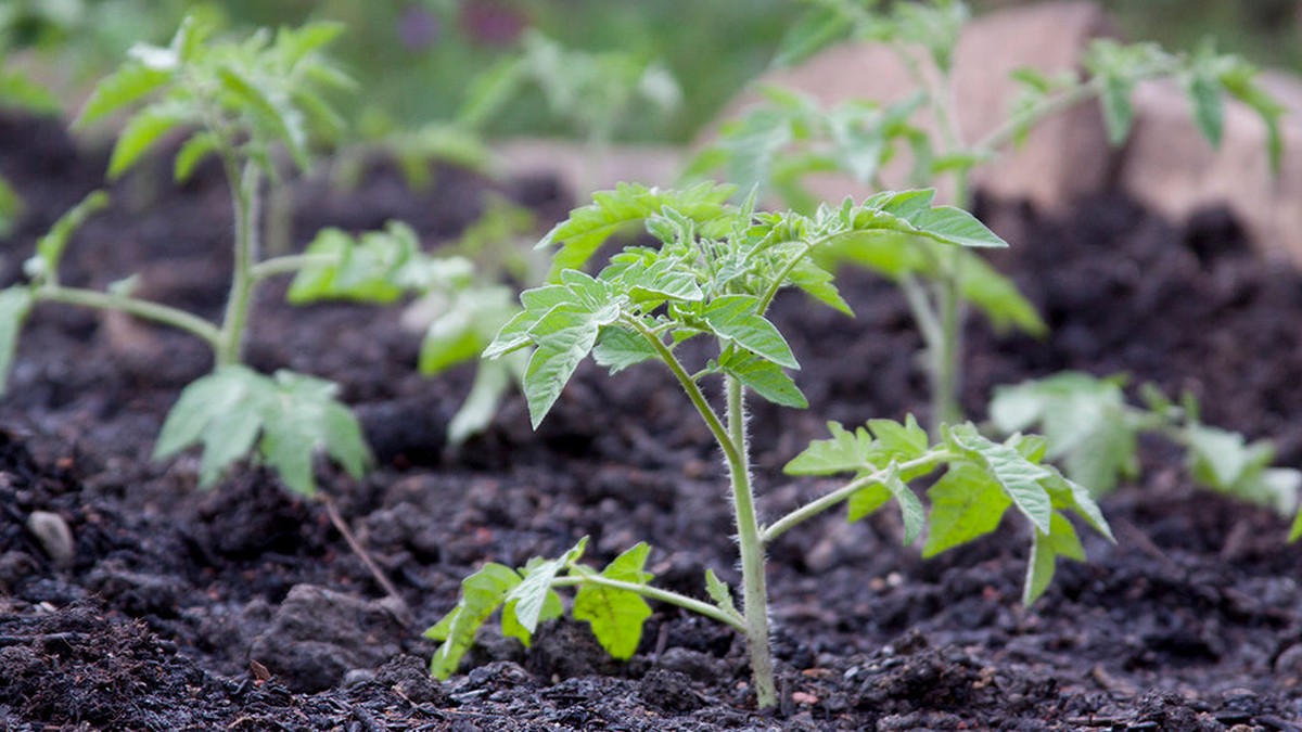 Místní farmář prozrazuje: Kdy přesně přesazovat rajčata, aby neklesla úroda