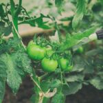 Mýdlová voda na rajčata: selský prostředek proti mšicím funguje lépe než spray