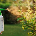 Mýdlový roztok v rozprašovači zabije mšice na rajčatech bez chemie