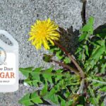 Obyčejný ocet na listích: jak zabít plíseň bez chemie