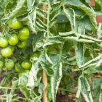 Ocet na listí rajčat: jednoduchá prevence proti plísním bez chemie