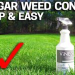 Ocet v zalévací vodě trávníku zastavuje plíseň během týdne