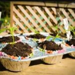 Papírová role jako mini skleník: jak zahradníci pěstují sazenice bez nákupu zařízení